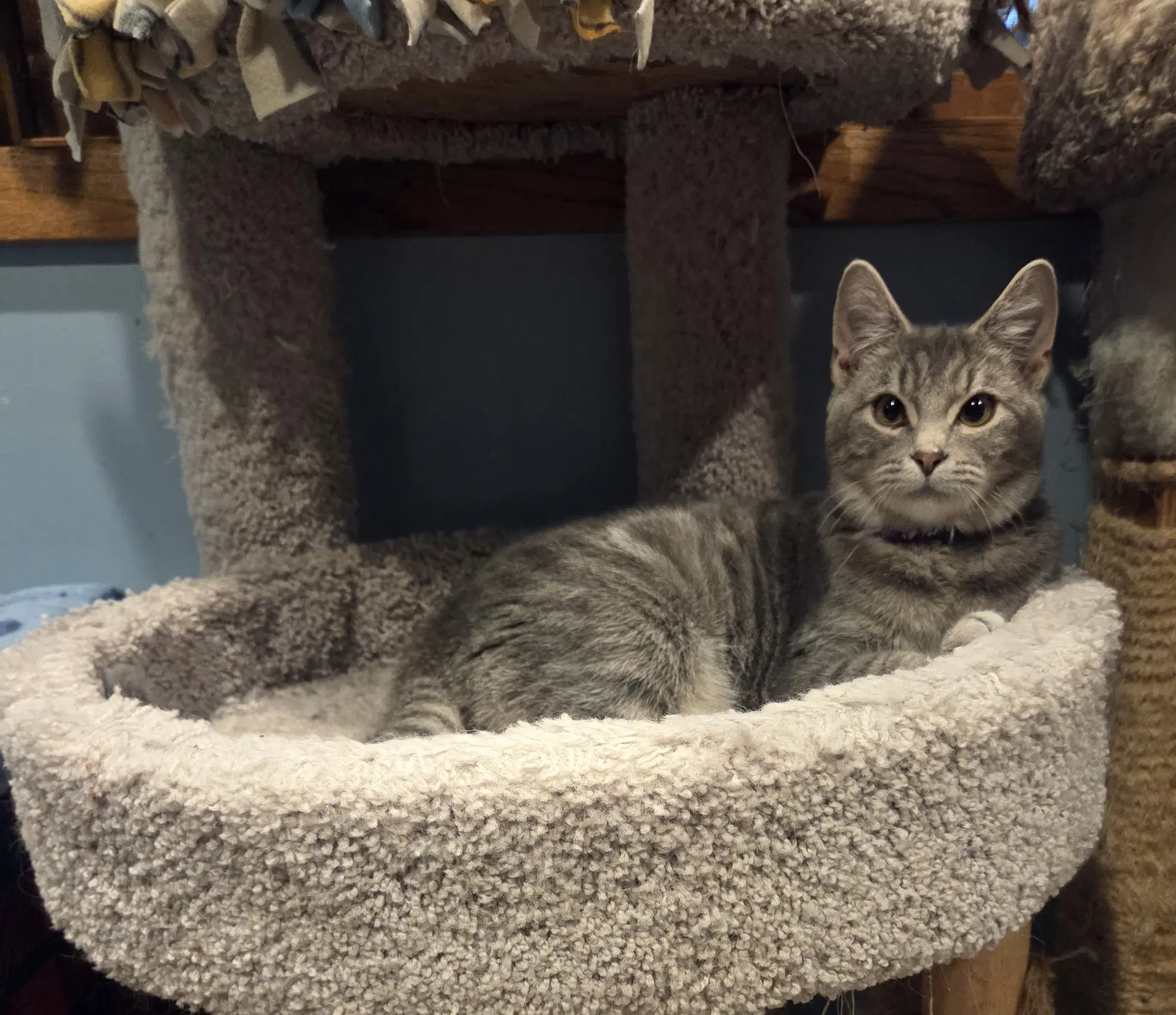 Chill - Domestic Short Hair
