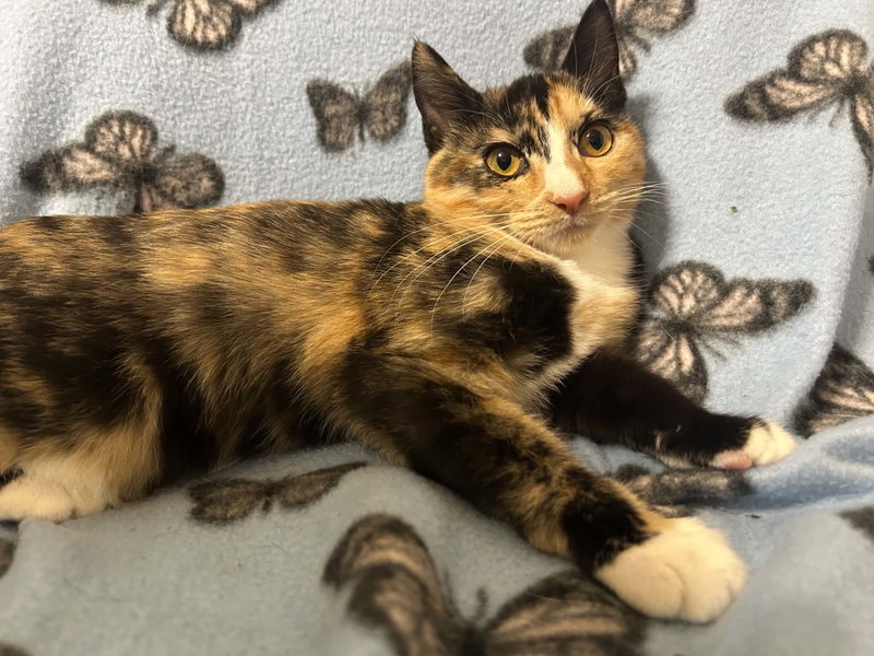 Spangle, a female cat up for adoption