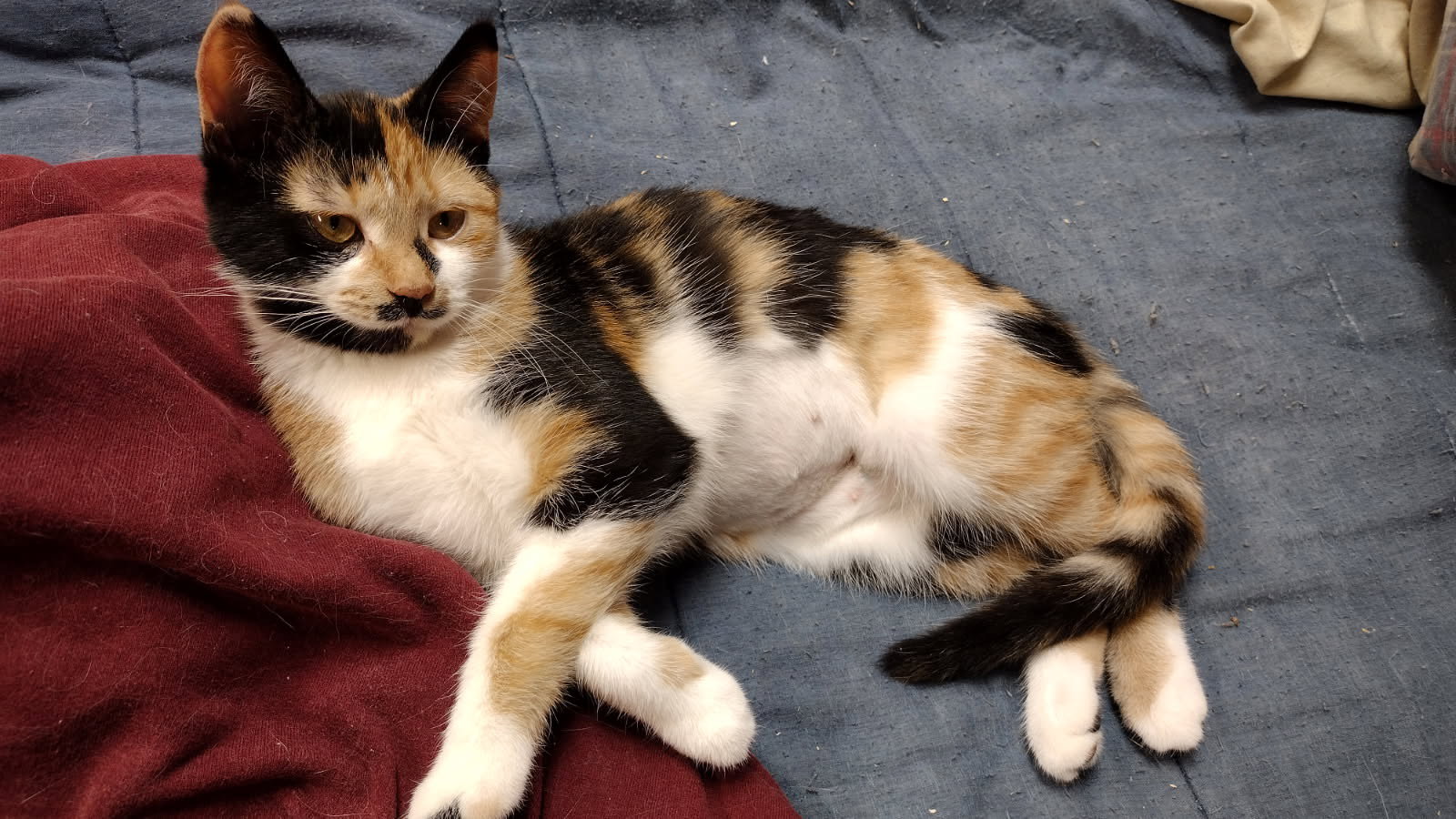 Sumi