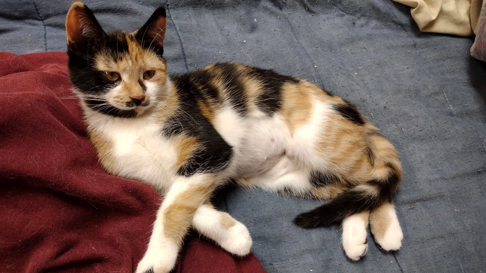 Sumi - Domestic Short Hair