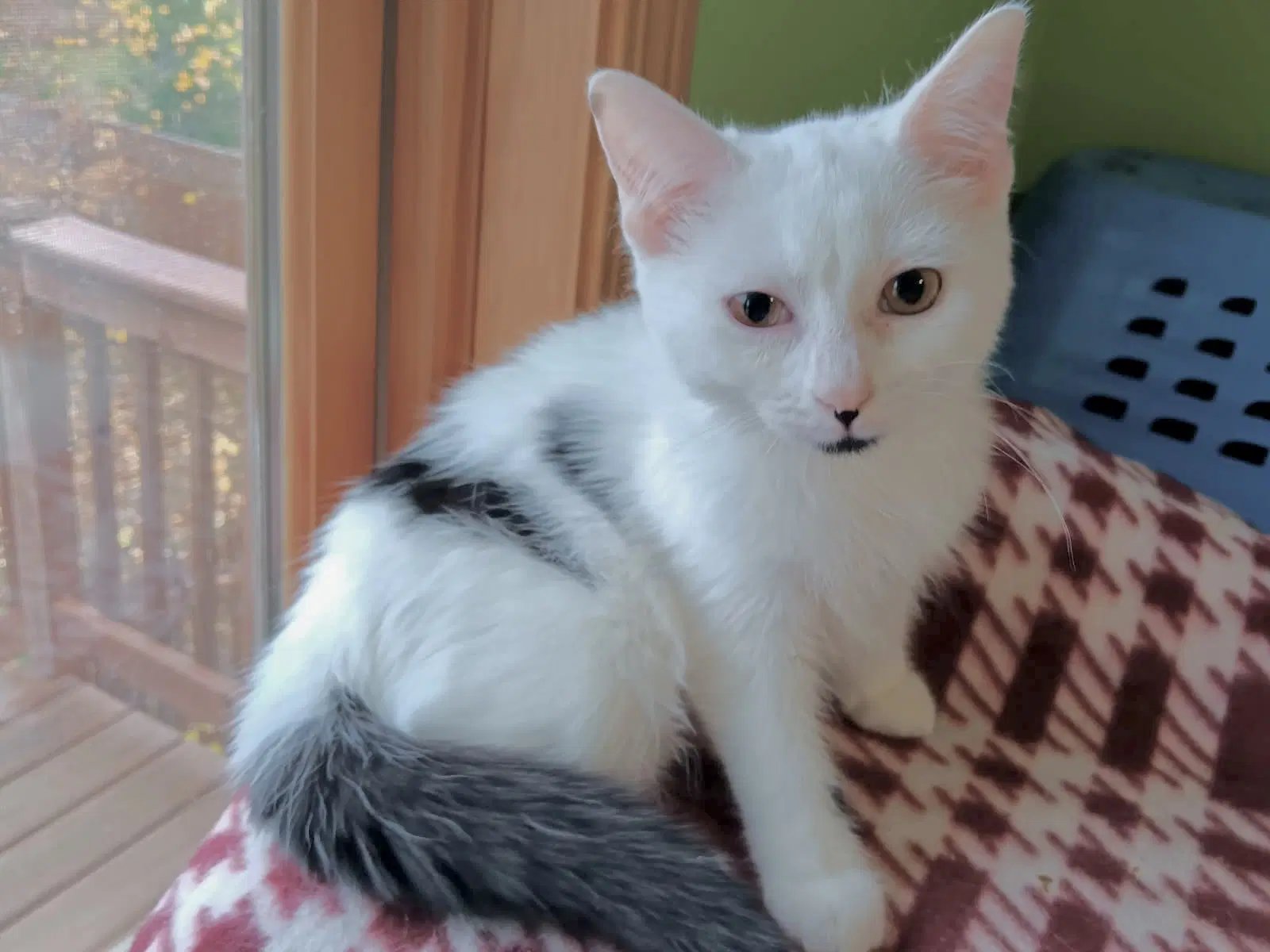 Blizzard - Domestic Short Hair