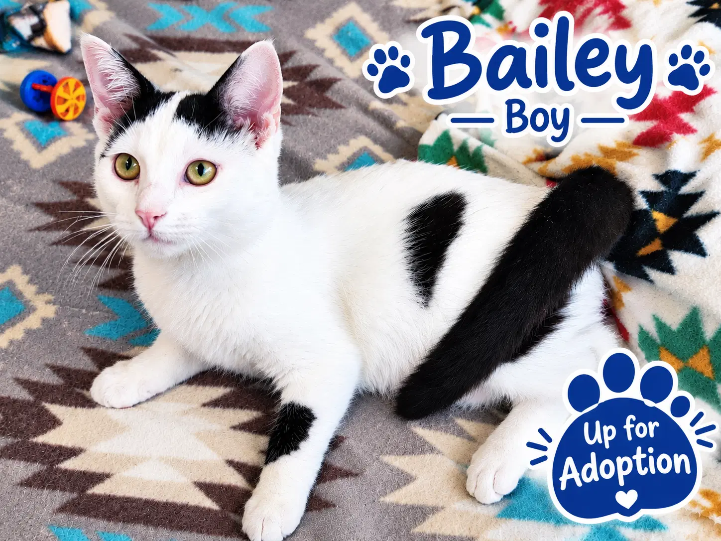 Bailey image 4