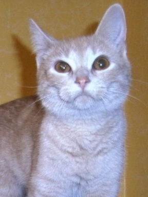 Doris