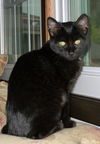 Zasha