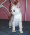 Snowbell