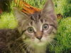 Leeza
