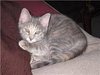 Sylvia