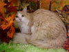 Lorant