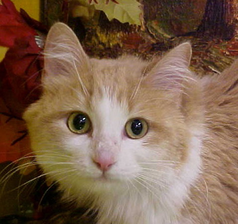 Lorant