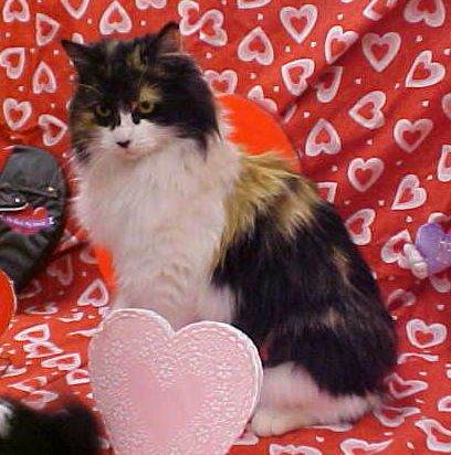 Fuzzette