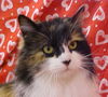 Fuzzette