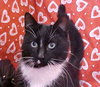 Toonces