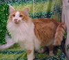 Bruno