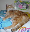 Pumpkin Pie