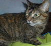 Jolie