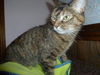 Jolie