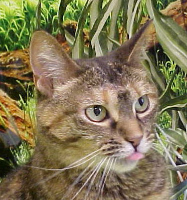 Jolie