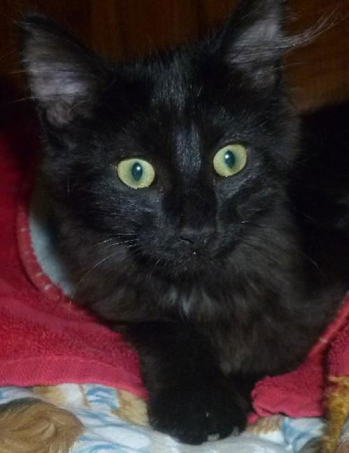 Zoya