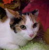 Dinorah