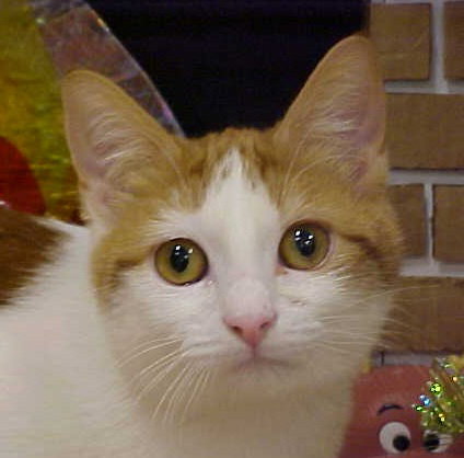 Milani