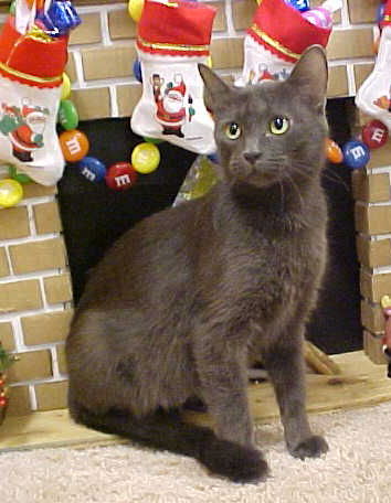 Dorothea
