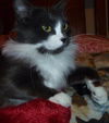Josefina