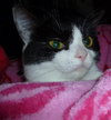 Mollee