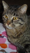 Loxley