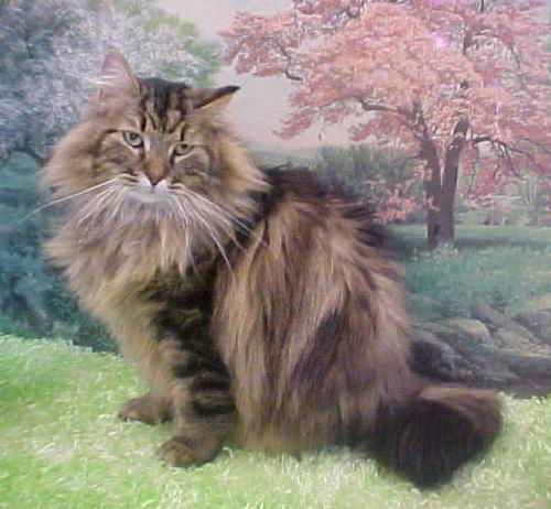 Hobson
