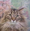 Hobson