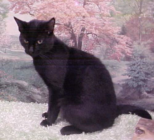 Zooloretto