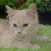 Angelia