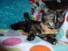 Trista