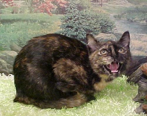 Trista