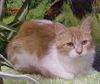 Graciana