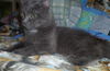 Zenia