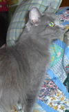 Zenia