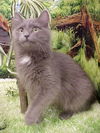 Zenia