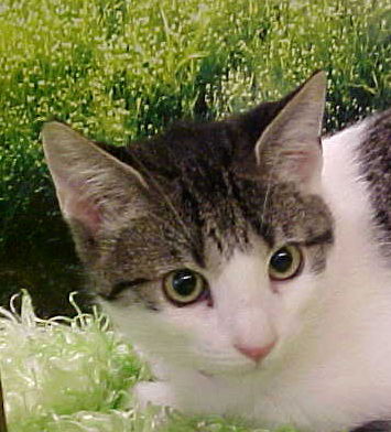 Brissa