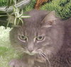 Lindy