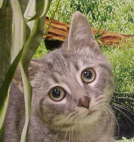 Muffleta