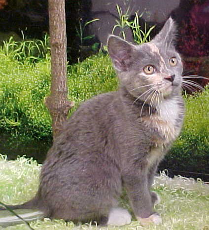 Goletta