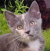 Goletta