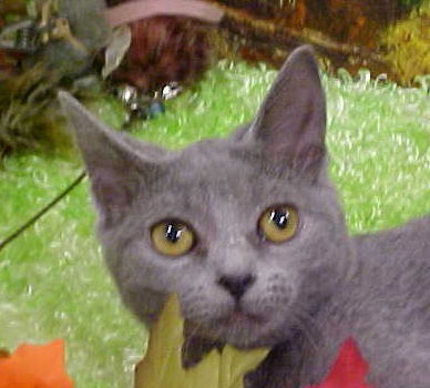Mara