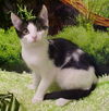 Novato
