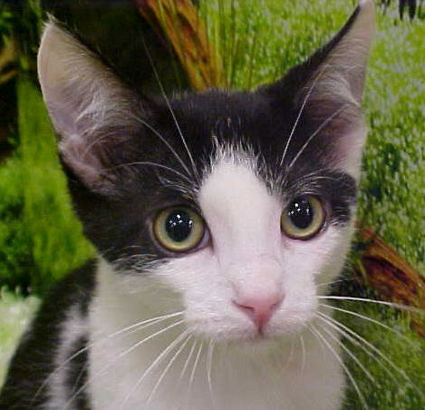 Novato