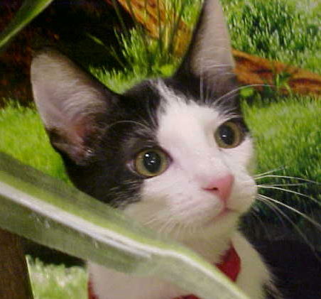 Dmitry