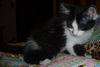 Hazelynn