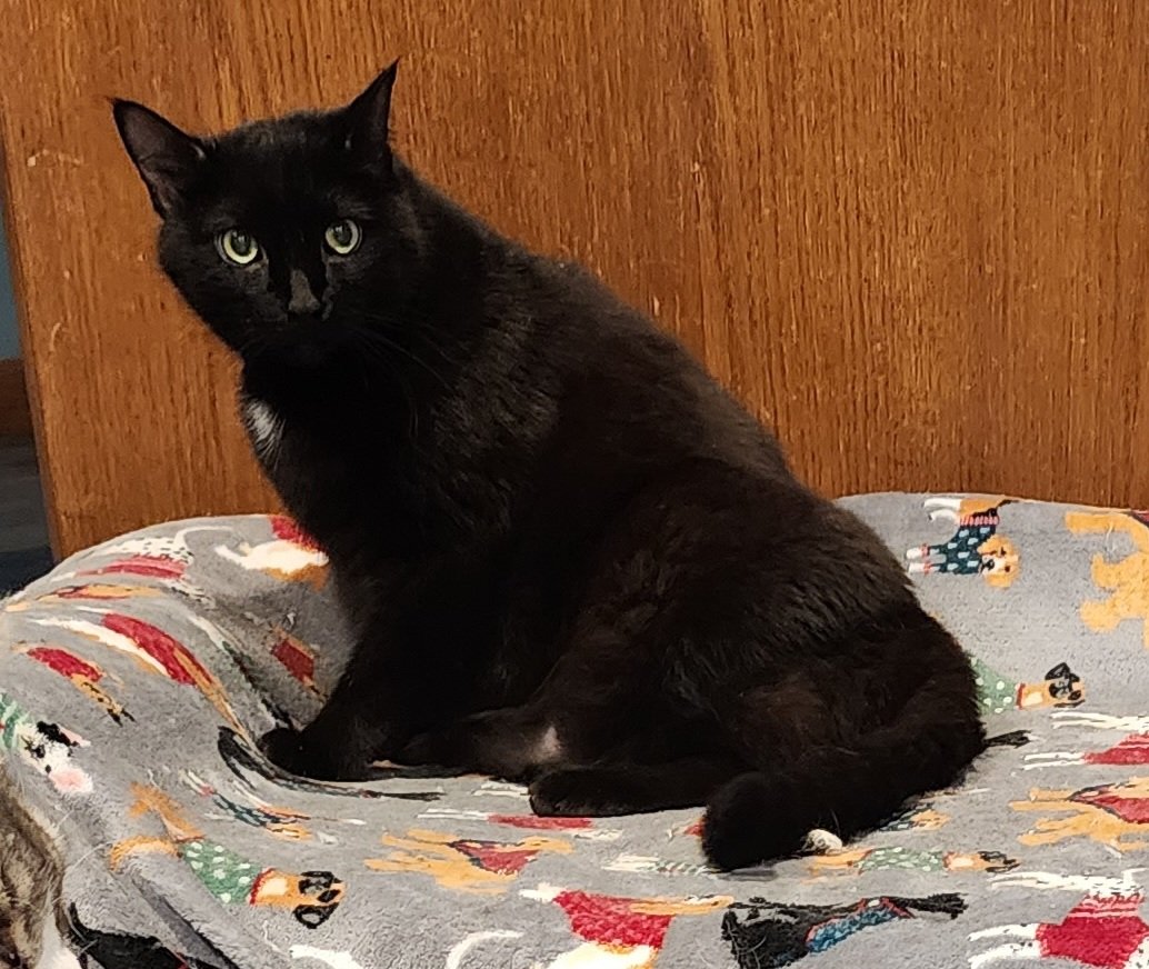 adoptable Cat in Forest Lake, MN named Guindon