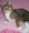 Joelle
